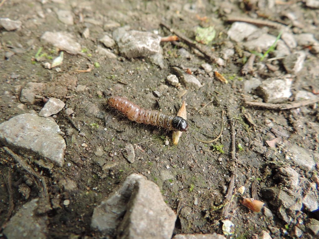 Little caterpillar by roachling