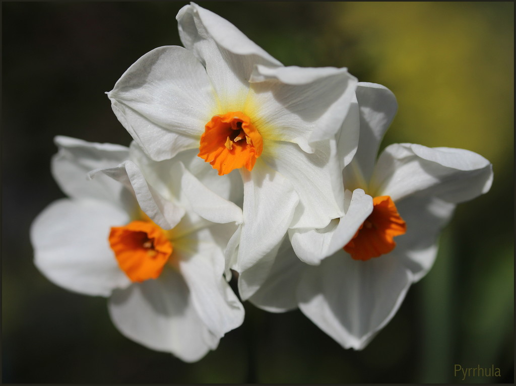 Narcissus `verger` by pyrrhula