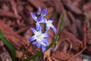 17th Apr 2015 - spring flowers