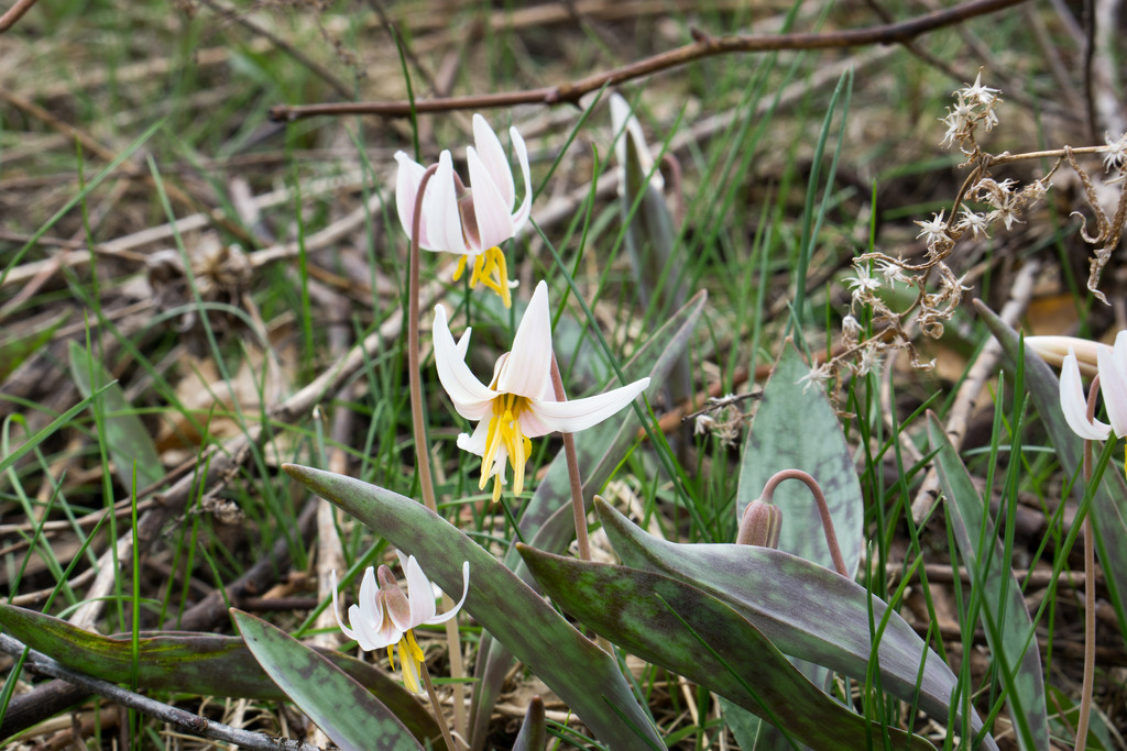 White Trout Lily by rminer