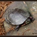 Turtle by essiesue