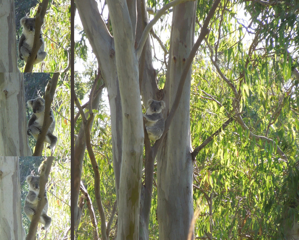 Big is beautiful by koalagardens