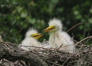 18th Apr 2015 - Egret Chicks