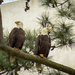 Mr. and Mrs. Eagle Having a Little Alone Time by shirleyv