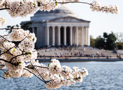 17th Apr 2015 - Cherry Blossom Season