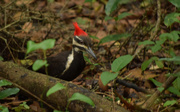 17th Apr 2015 - Pileated Woodpecker