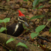 Pileated Woodpecker by rickster549