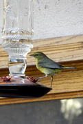 17th Apr 2015 - Hummingbird Feeder?