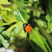 This Ladybug is a Very Welcomed Visitor to our Garden by markandlinda