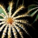 fireworks! by summerfield