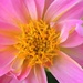 Pink with yellow! by homeschoolmom