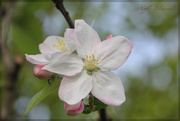 18th Apr 2015 - Apple Blossom