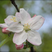 Apple Blossom by jamibann