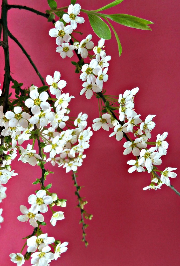 Bridal Blossom. by wendyfrost