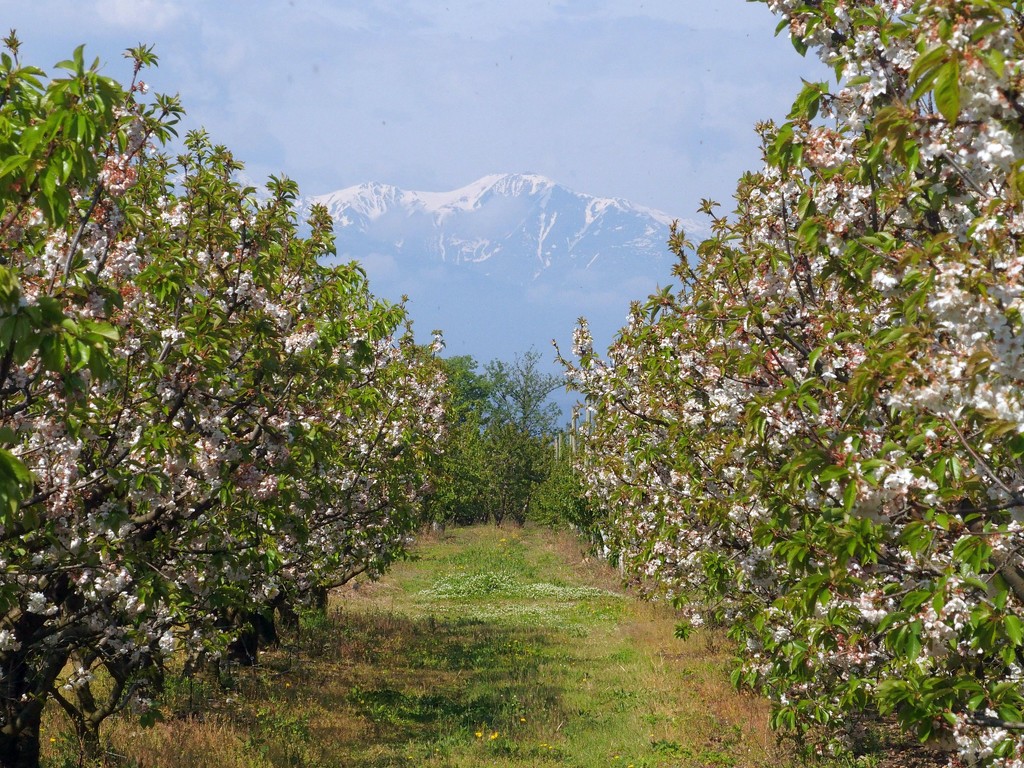 Apricot orchard by laroque