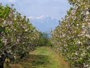 18th Apr 2015 - Apricot orchard