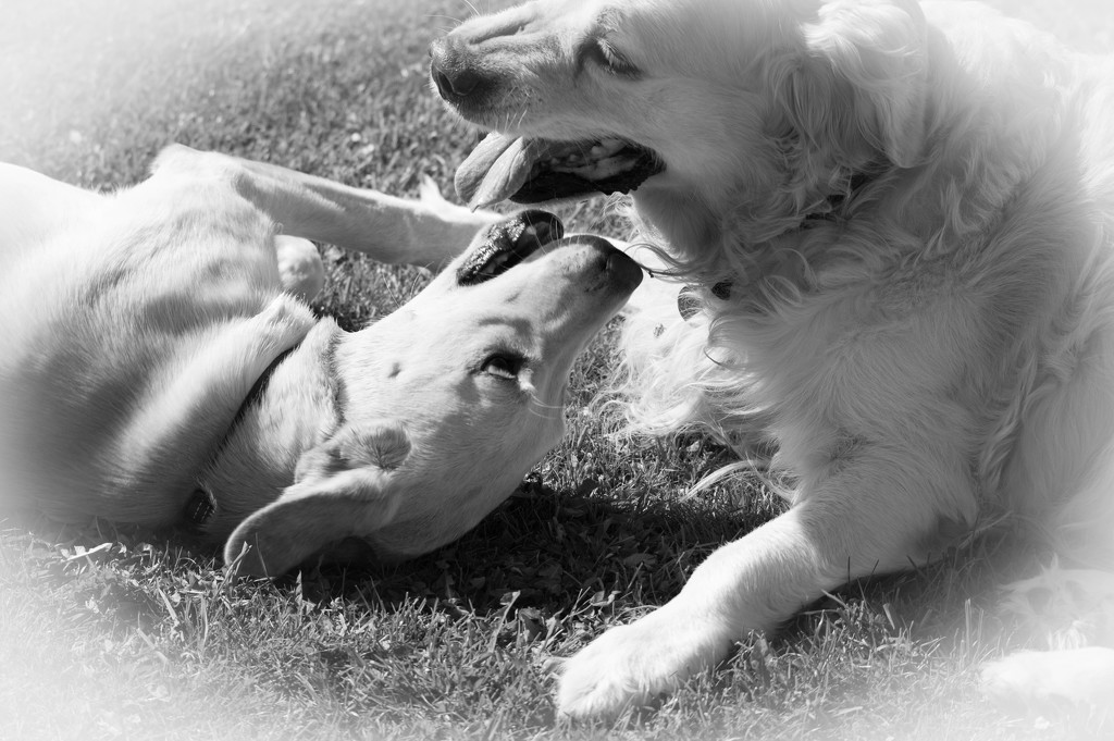 Barnaby and Milly enjoying a play in the sun by susie1205