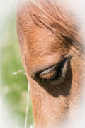 18th Apr 2015 - equine eyes.....