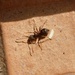 Tiny ant by gabis