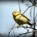 Is this a garden warbler? by rosiekind