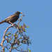 Starling by philhendry