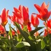 Red Tulips. by grace55
