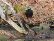 22nd Mar 2015 - Turkey vulture