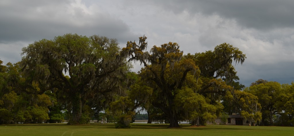 Magnificent live oaks, Dixie Plantation, Charleston County, SC by congaree