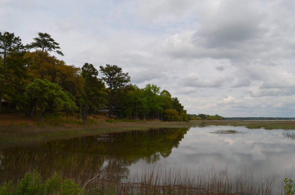 Marsh scene, Dixie Plantation, Charleston County, SC by congaree