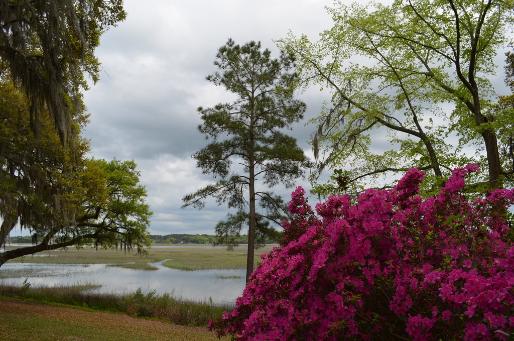Overlooking the Stono River and marshland, Dixie Plantation, Charleston County, SC by congaree