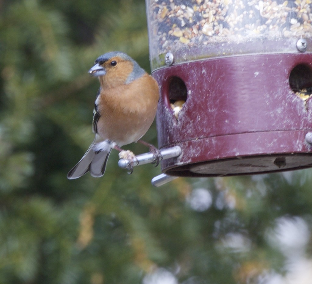 Chaffinch on feeder-College Lake by padlock