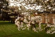 17th Apr 2015 - Cherry blossom at the vicarage