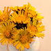 A bouquet of coltsfoot by elisasaeter