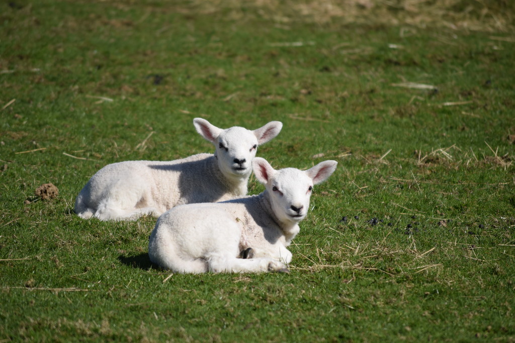 lambs (finally) by christophercox