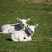 lambs (finally) by christophercox