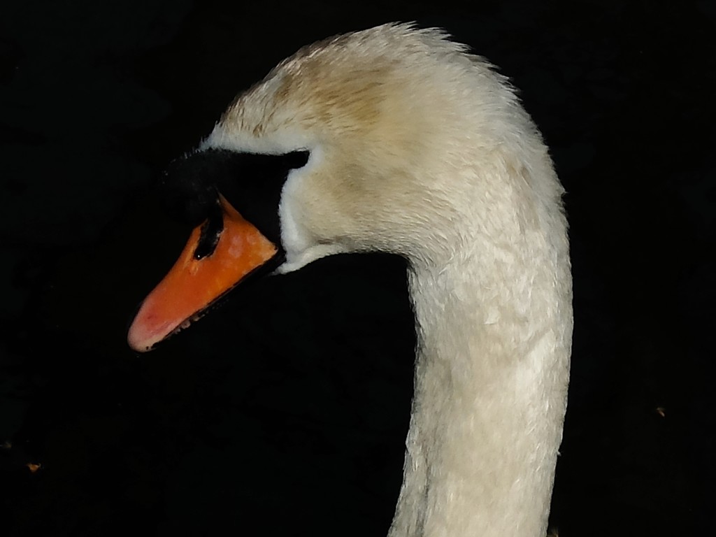 "I'm a swan" by quietpurplehaze