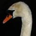 "I'm a swan" by quietpurplehaze