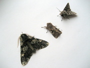 17th Apr 2013 - Three spring moths