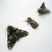 Three spring moths by steveandkerry