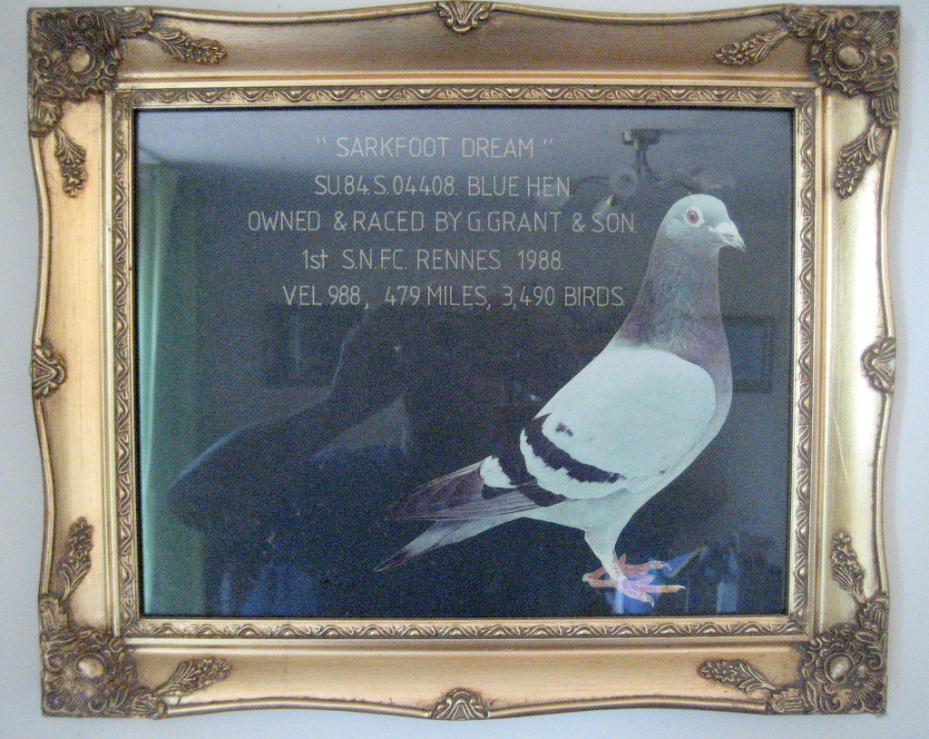Top pigeon by steveandkerry