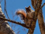 18th Apr 2015 - Squirrel