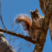 Squirrel by novab