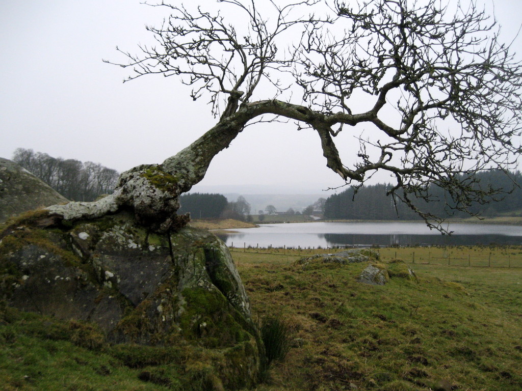 Tree on rock by steveandkerry