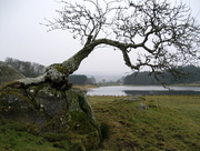 21st Mar 2013 - Tree on rock