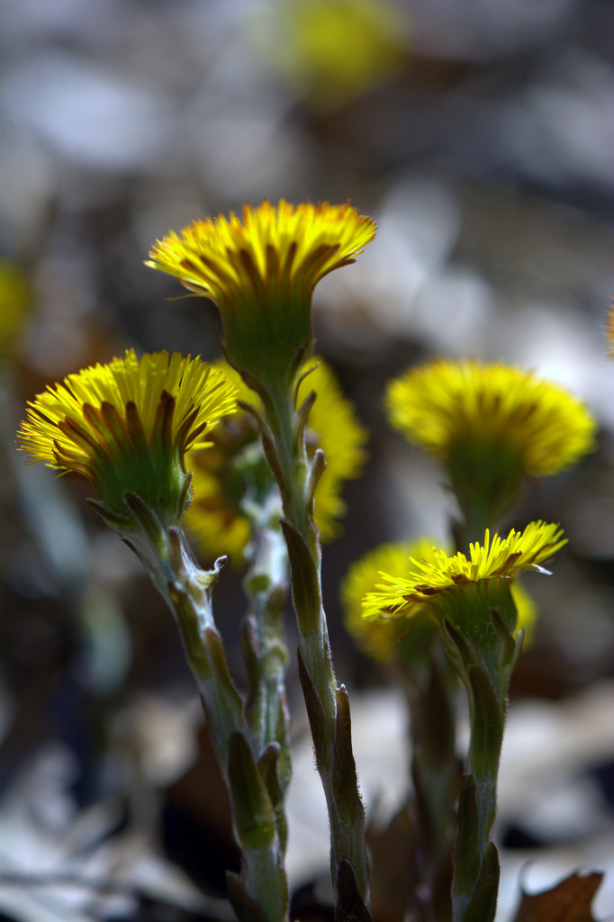 Coltsfoot by jayberg