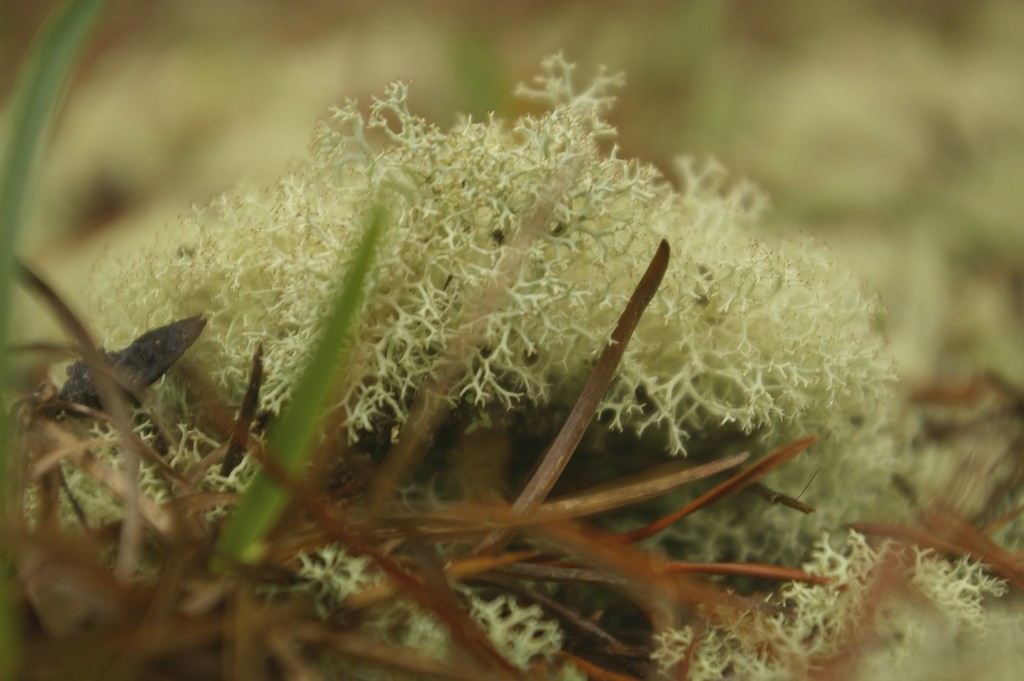 Moss from ground level by thewatersphotos