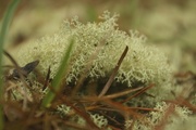 18th Apr 2015 - Moss from ground level