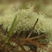 Moss from ground level by thewatersphotos