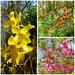 Shrubs - Forsythia, Burberis and Flowering Currant by susiemc