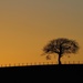 Lone tree at sunset by sheilaw